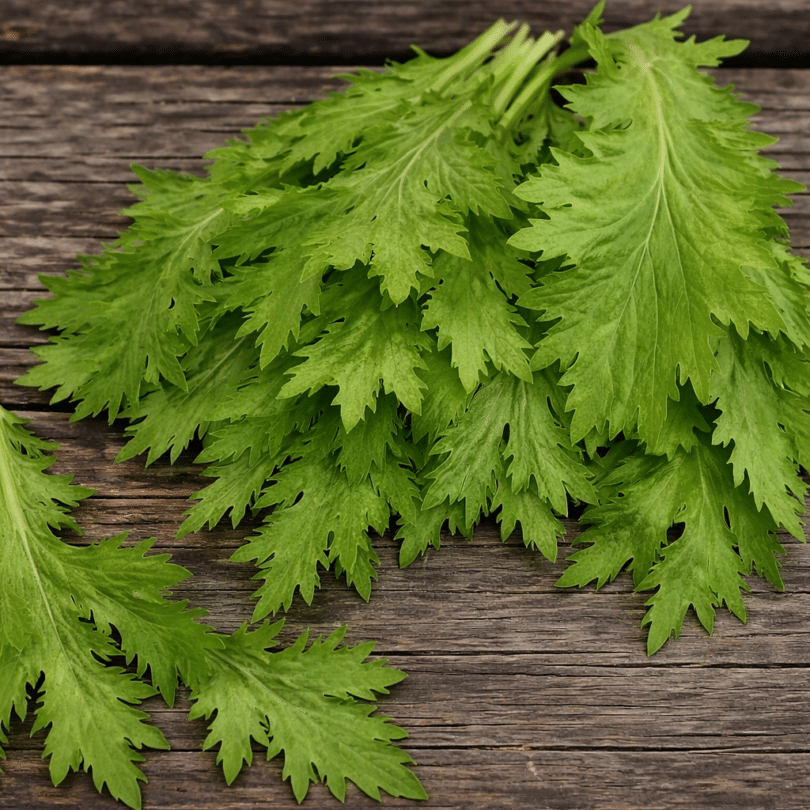 Chou Wasabino (Brassica rapa japonica) Graines