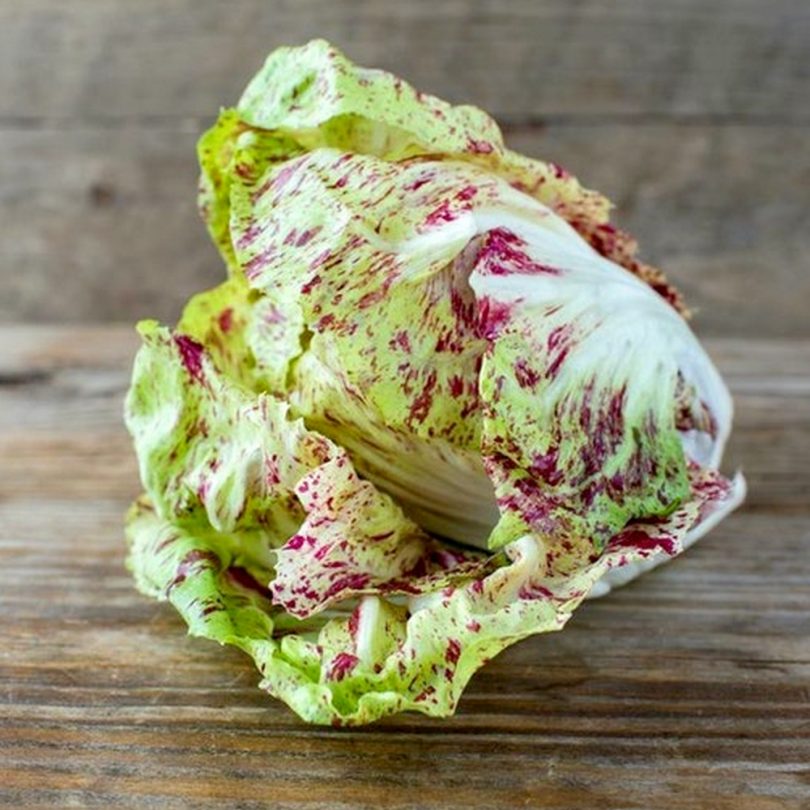 Chicorée 'Variegata Di Castelfranco' (Variété ancienne) Graines – Image 2