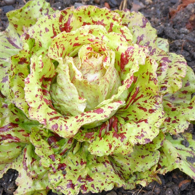Chicorée 'Variegata Di Castelfranco' (Variété ancienne) Graines