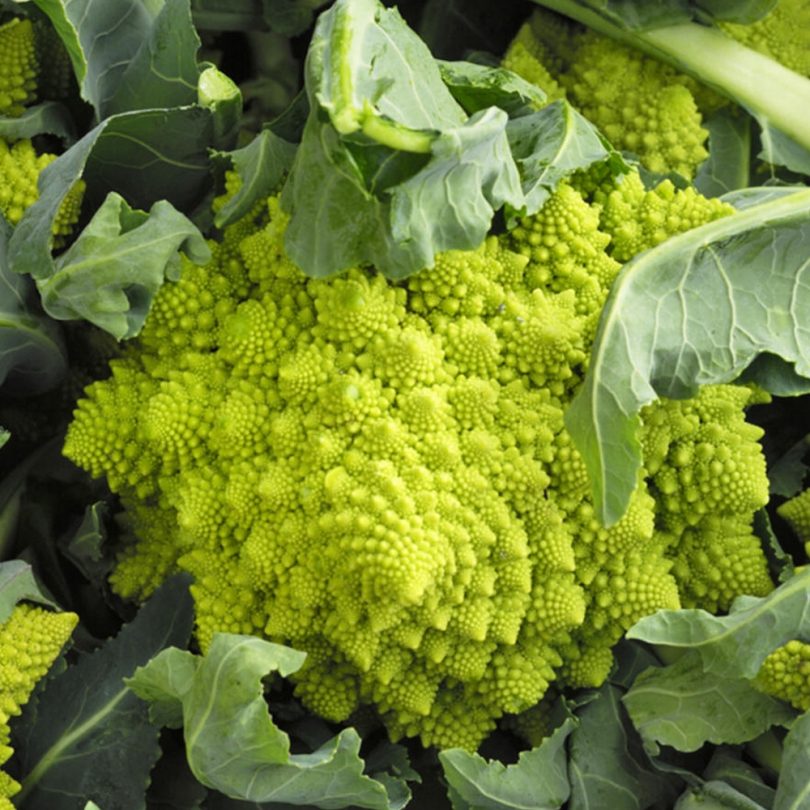 Chou-Fleur 'Romanesco Natalino' (Variété ancienne) Graines