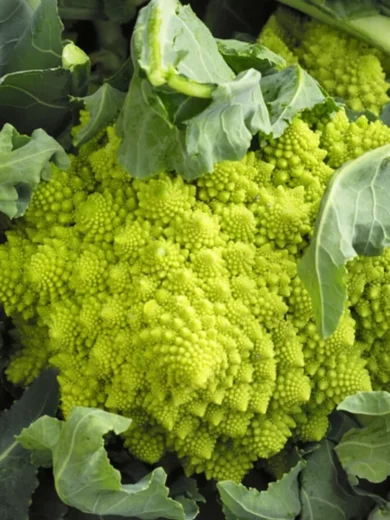 Chou 'Romanesco Natalino' (Variété ancienne) Graines