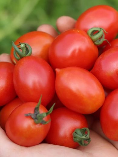 Tomate grappe 'Prince Borghese' (Variété ancienne) Graines