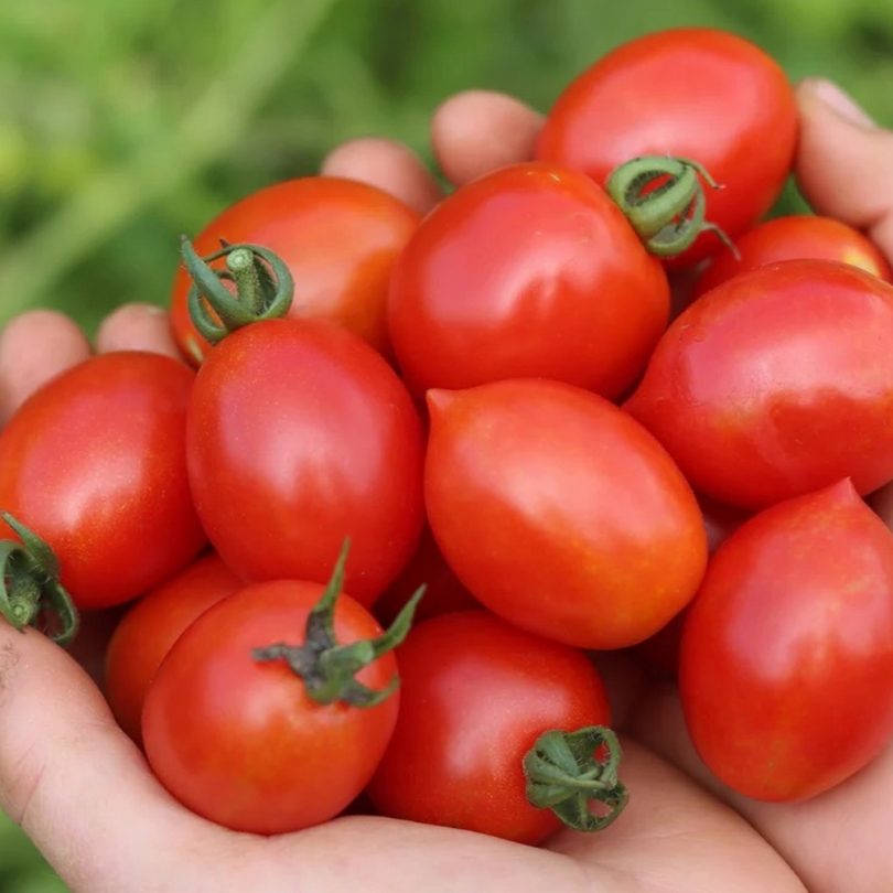 Tomate grappe 'Prince Borghese' (Variété ancienne) Graines