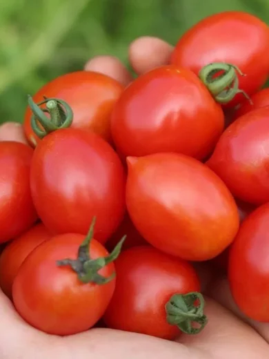 Tomate grappe 'Prince Borghese' (Variété ancienne) Graines