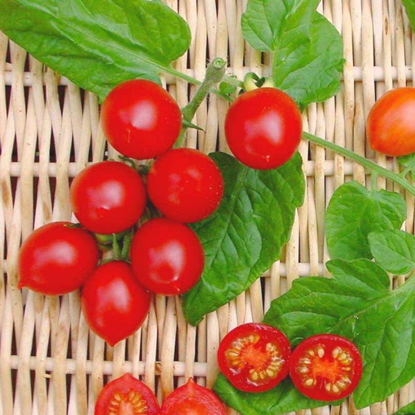 Tomate grappe 'Prince Borghese' (Variété ancienne) Graines – Image 2