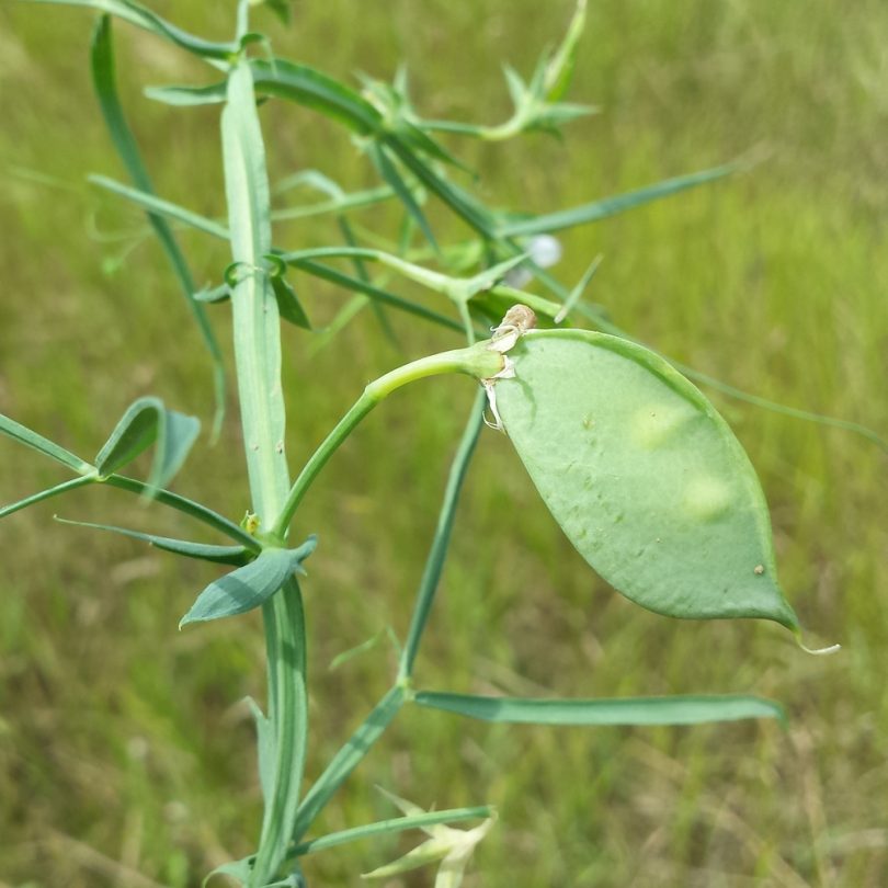 Pois Carré, Gesse (Lathyrus sativus) Graines – Image 2