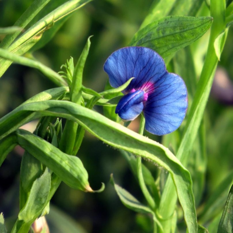 Pois Carré, Gesse (Lathyrus sativus) Graines – Image 3