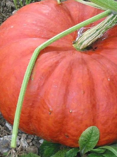 Potiron 'Rouge Vif d'Etampes' (Cucurbita maxima) Graines