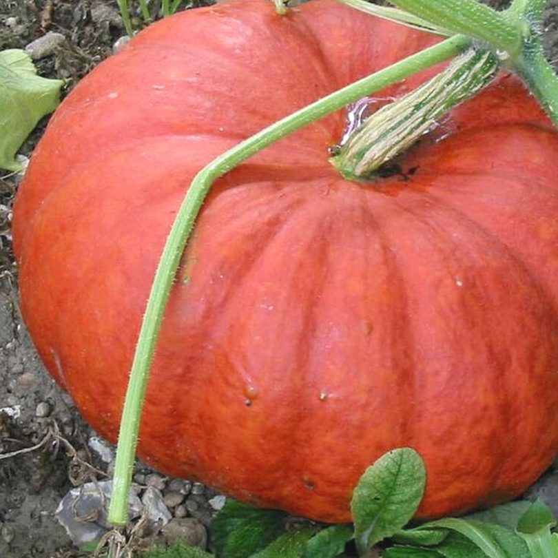 Potiron 'Rouge Vif d'Etampes' (Cucurbita maxima) Graines