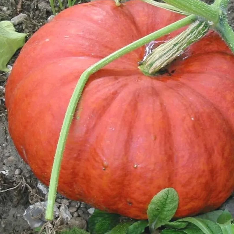 Potiron ‘Rouge Vif d’Etampes’ (Cucurbita maxima) Graines