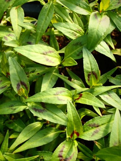 Coriandre Vietnamienne "Rau Ram" (Polygonum odoratum) Plant