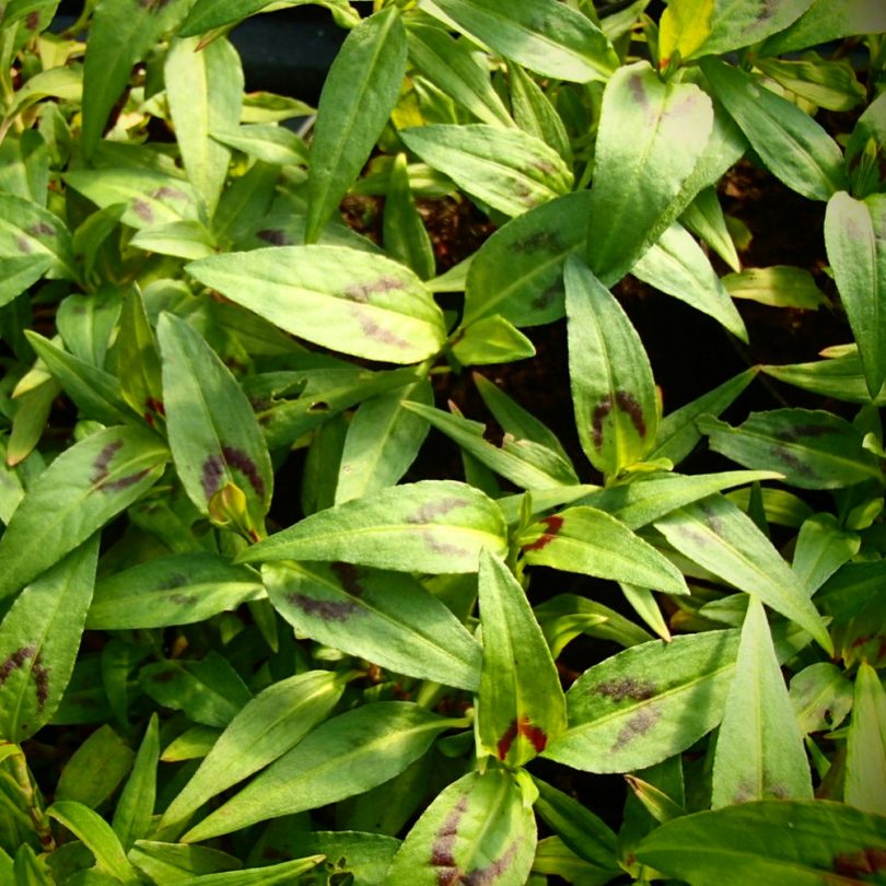 Coriandre Vietnamienne "Rau Ram" (Polygonum odoratum) Plant