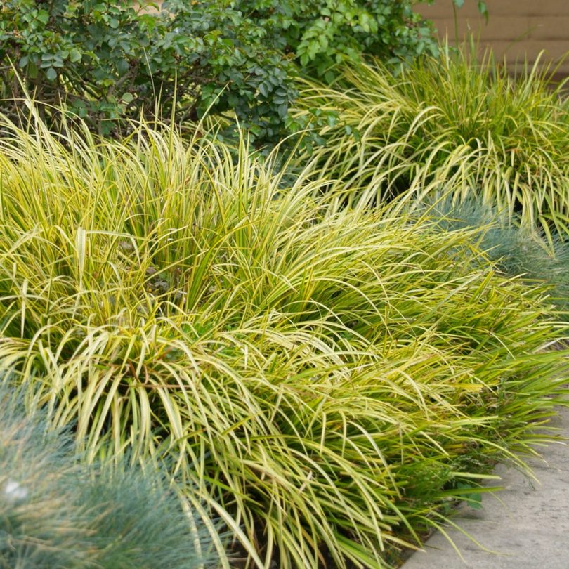 Jonc japonais 'Licorice' (Acorus gramineus) Plant – Image 2