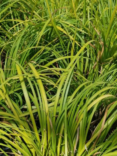Jonc japonais 'Licorice' (Acorus gramineus) Plant