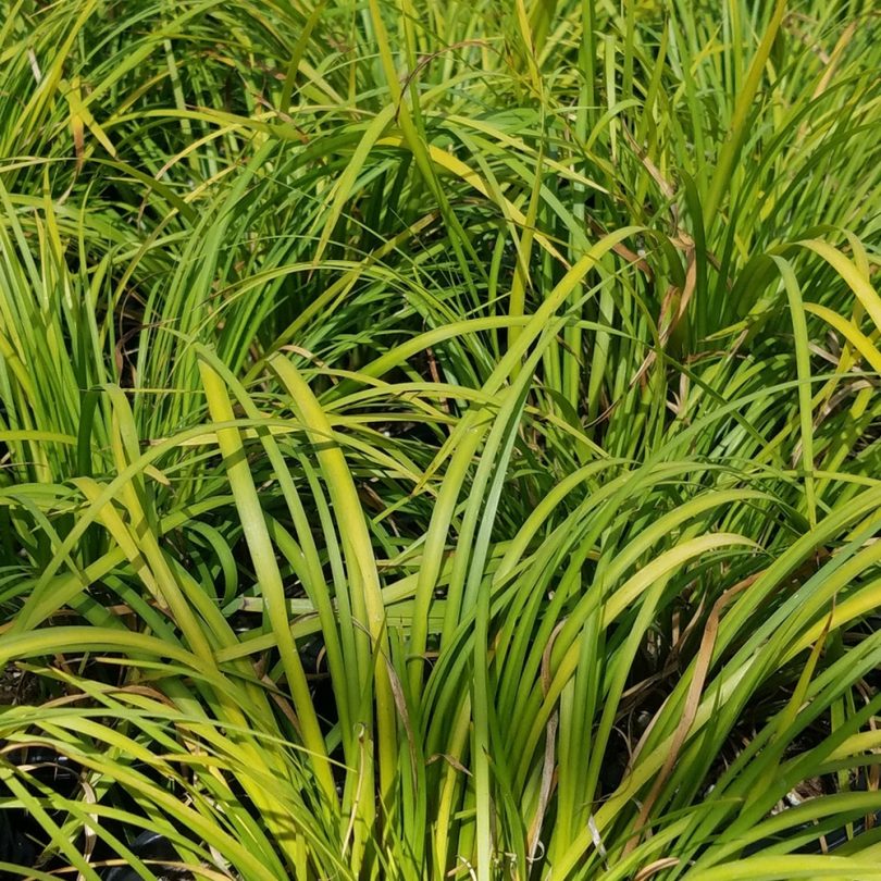 Jonc japonais 'Licorice' (Acorus gramineus) Plant