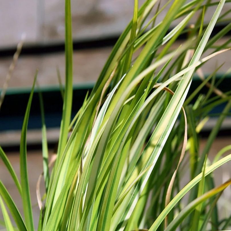 Jonc japonais 'Licorice' (Acorus gramineus) Plant – Image 3