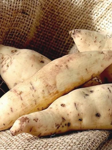 Patate douce blanche 'Terra Bianca' (Ipomoea batatas) Plant