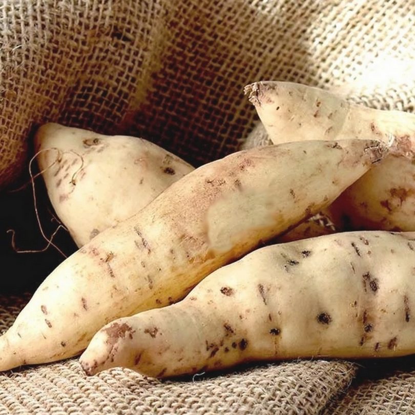 Patate douce blanche 'Terra Bianca' (Ipomoea batatas) Plant