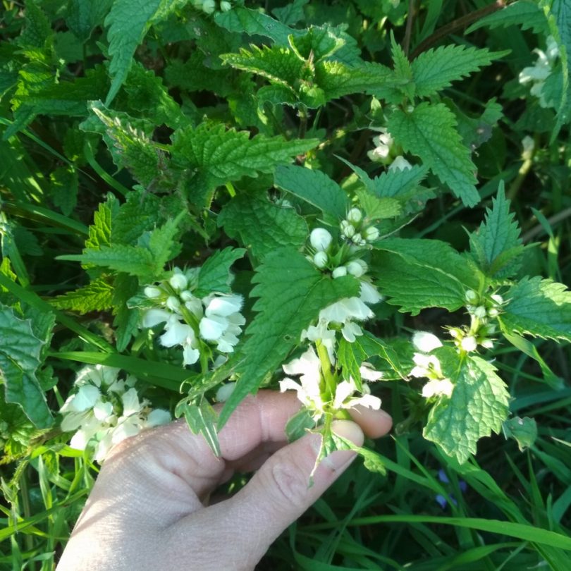 Atelier : Découverte des plantes sauvages comestibles (2h00) – Image 3