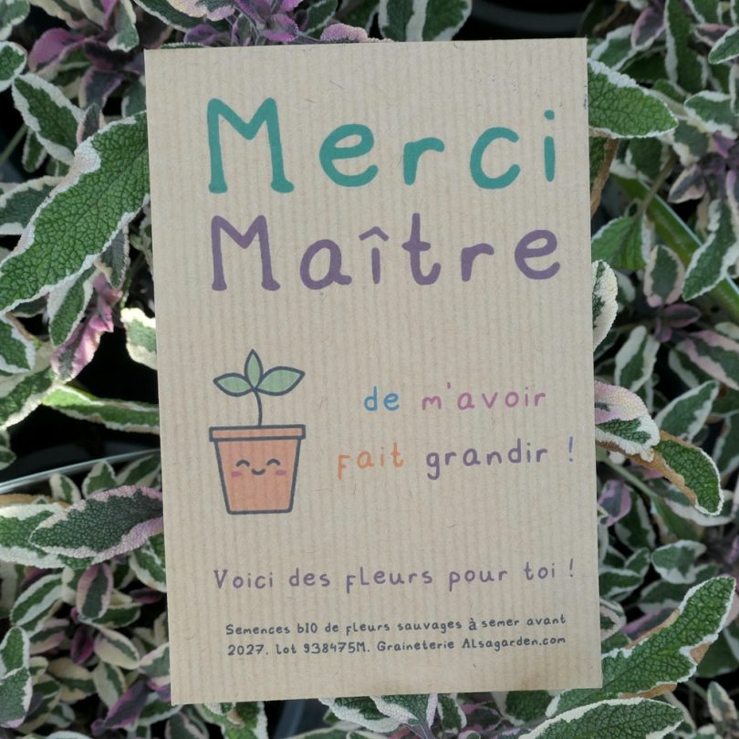 Carte de vœux à semer "Merci Maître" (Jeune pousse) - Graines de Fleurs sauvages – Image 2