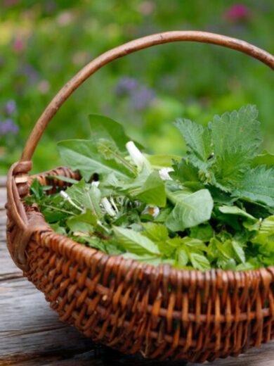 Atelier : Découverte des plantes sauvages comestibles (2h00)