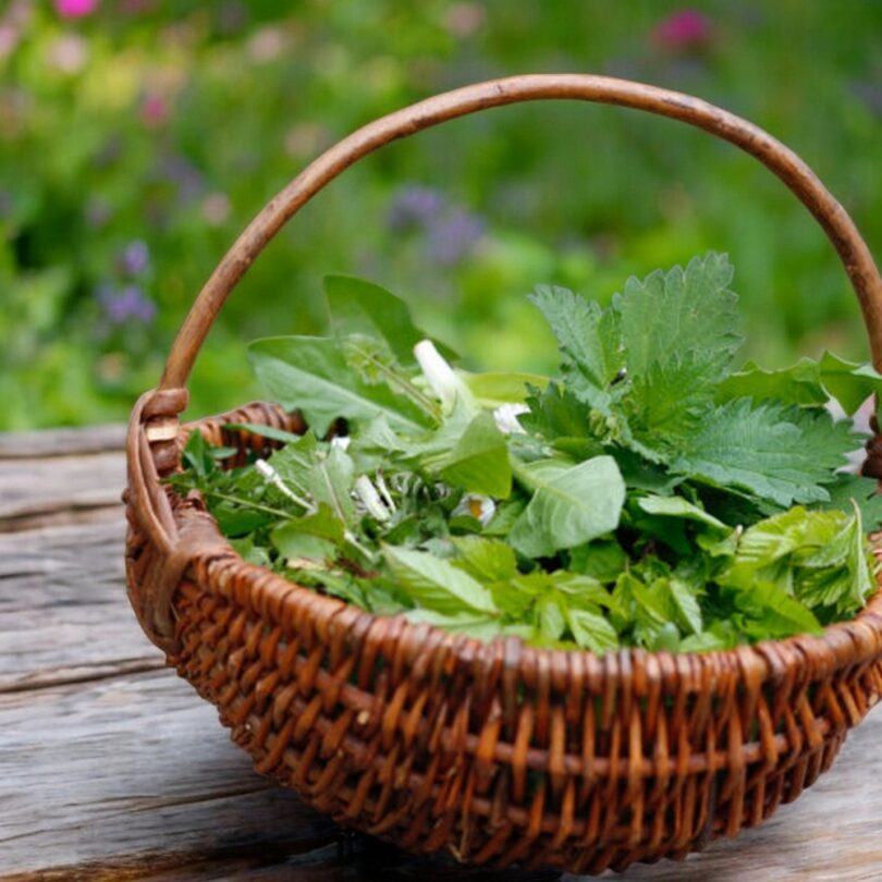 Atelier : Découverte des plantes sauvages comestibles (2h00)
