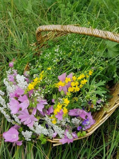 Atelier : Les Plantes sauvages comestibles en cuisine (2h30)