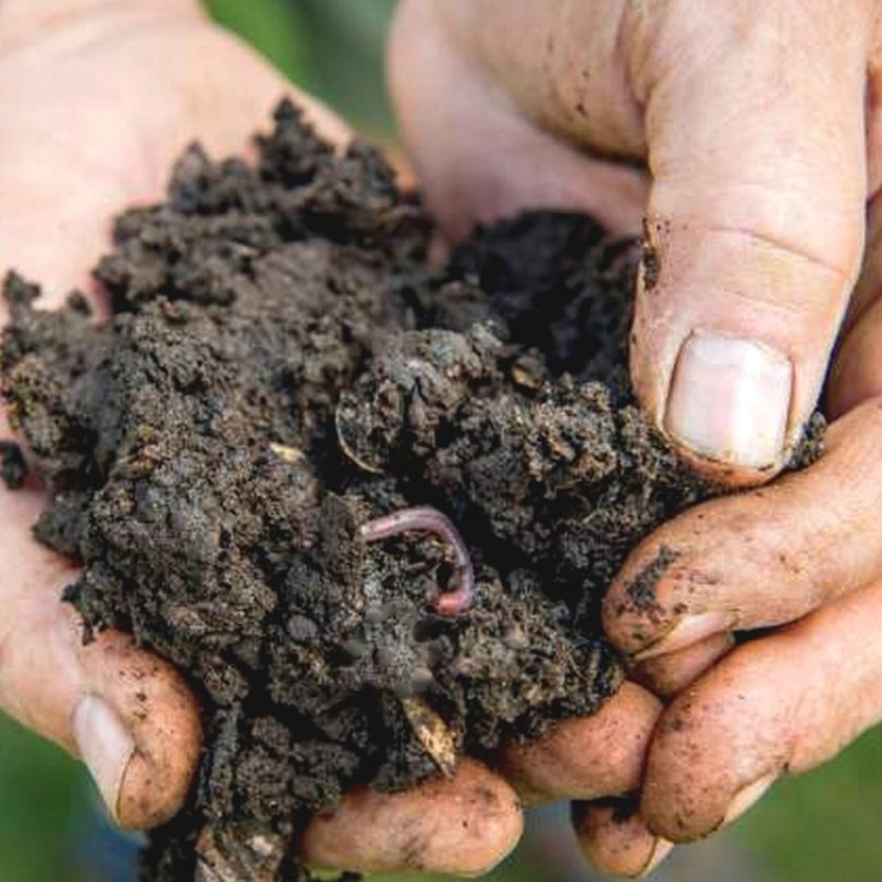 Atelier Permaculture : Maximiser les récoltes grâce aux bonnes associations de cultures – Image 5