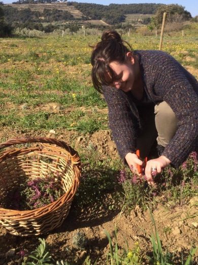 Atelier : Plantes médicinales, les cultiver et les utiliser (1h30) – Image 3