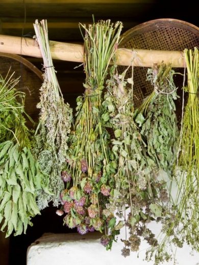 Atelier : Plantes médicinales, les cultiver et les utiliser (1h30)