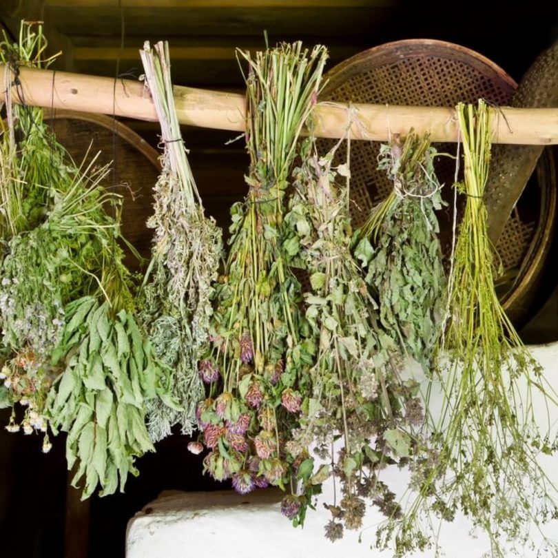 Atelier : Plantes médicinales, les cultiver et les utiliser (1h30)