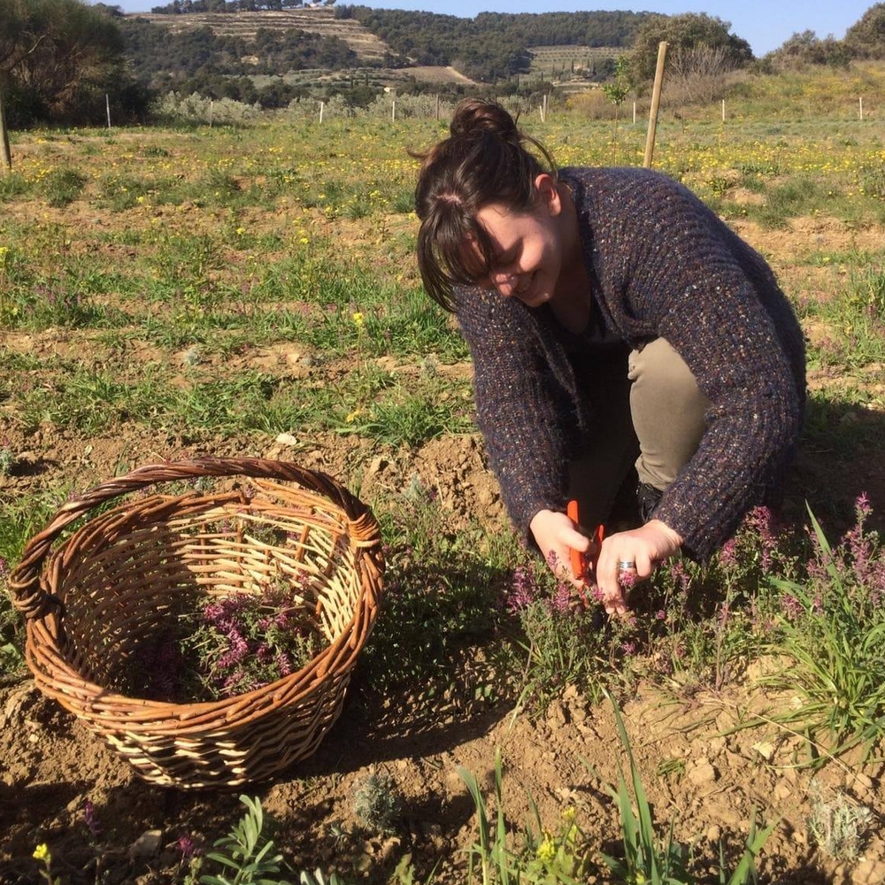 Ciboulette Bio - L'atelier des bons plants