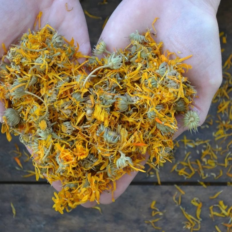 Atelier : Plantes médicinales, les cultiver et les utiliser (1h30) – Image 2