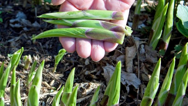 Fabriquer vos propres nouilles de Konjac à partir du tubercule, étape par  étape ! - Alsagarden