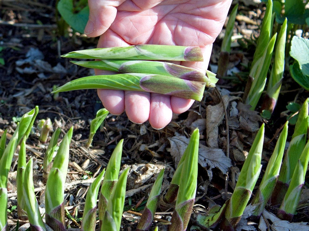 12 gros contenants de plantes aériennes en bois flotté avec un assortiment  de grandes plantes aériennes Support en bois naturel Livraison rapide  gratuite Garantie de 30 jours -  France