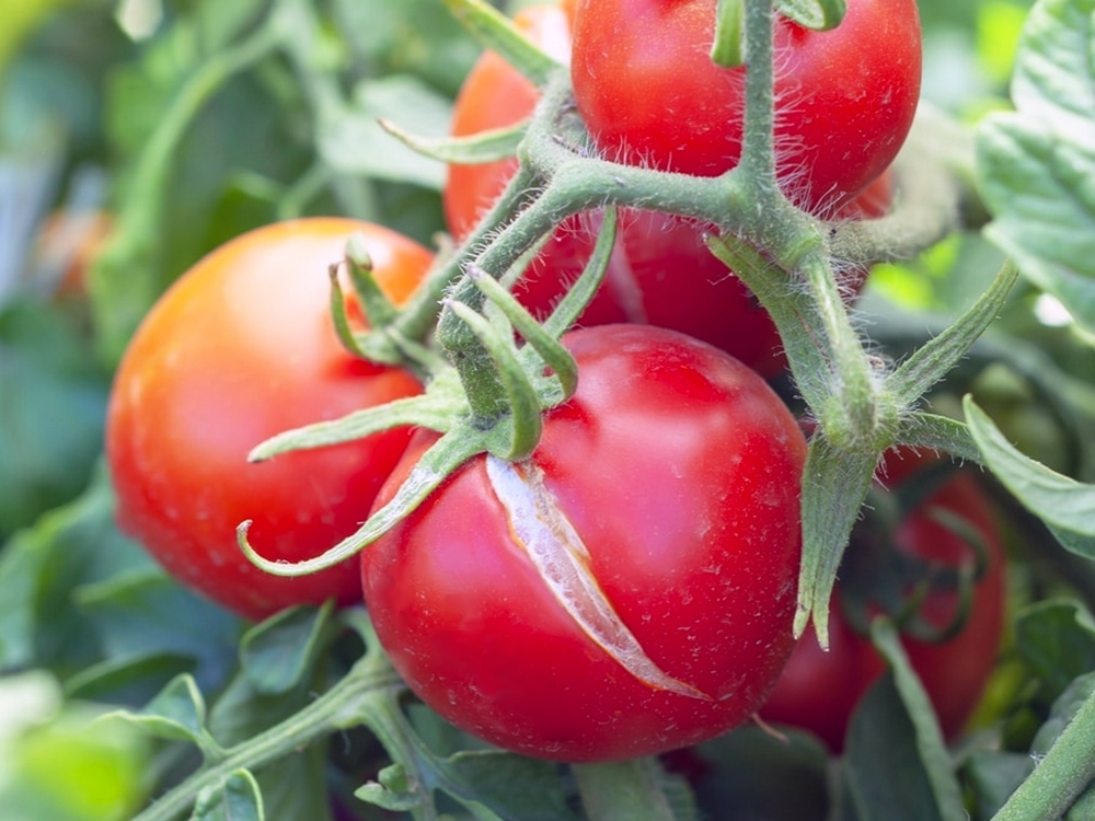 Graines de Tomates cerises – 6 variétés à découvrir ou à redécouvrir