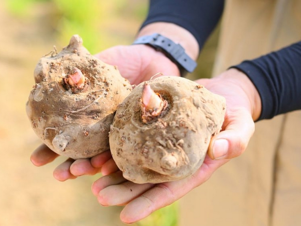 Fabriquer vos propres nouilles de Konjac à partir du tubercule, étape par  étape ! - Alsagarden