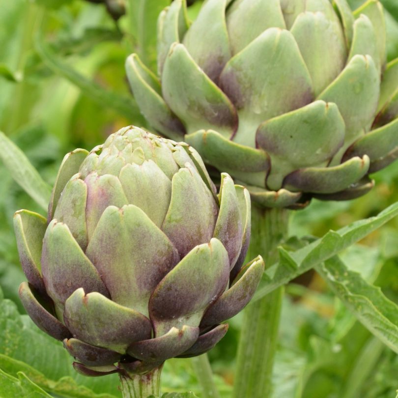 Artichaut 'Impérial Star' (Variété précoce) Graines