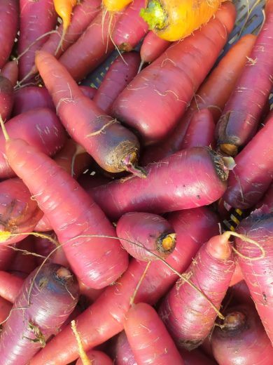 Carotte 'Rouge Sang' (Variété ancienne) Graines
