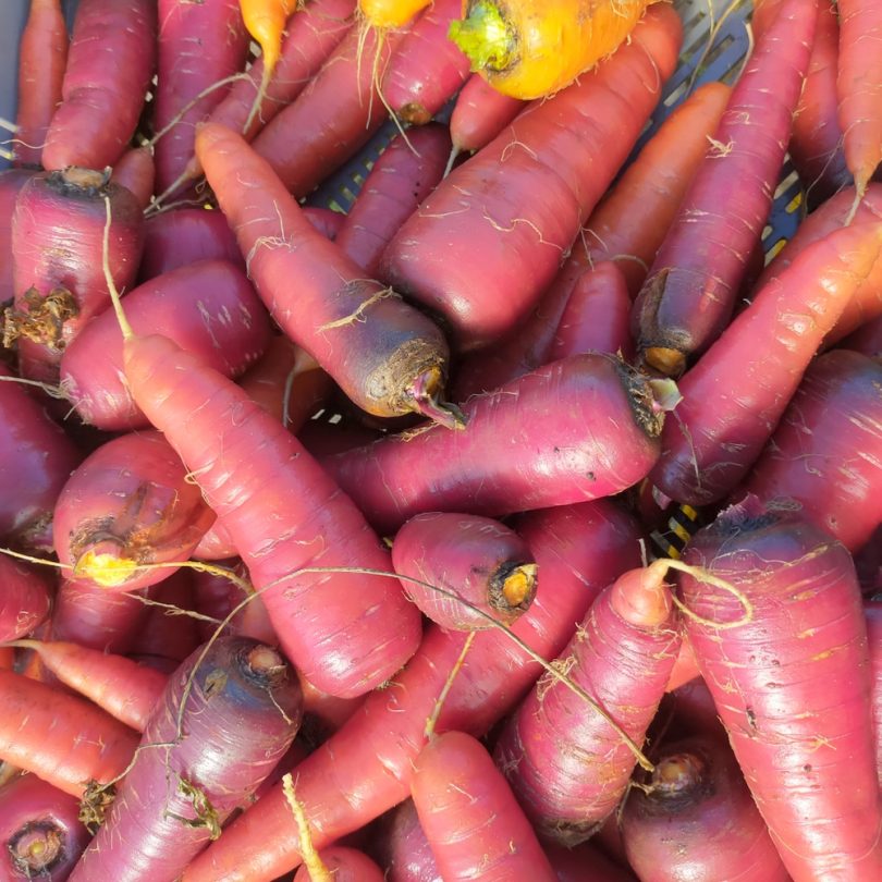 Carotte 'Rouge Sang' (Variété ancienne) Graines
