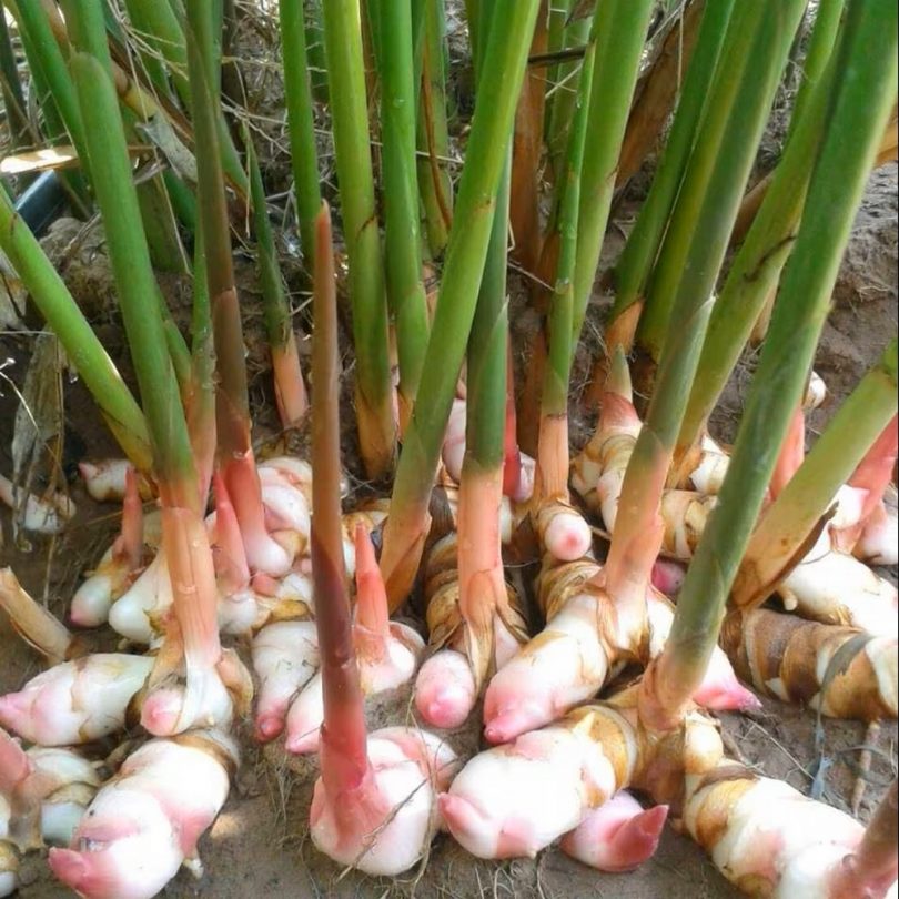 Gingembre Thaï Galanga (Alpinia galanga) Plant – Image 2