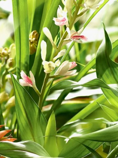 Gingembre Thaï Galanga (Alpinia galanga) Plant