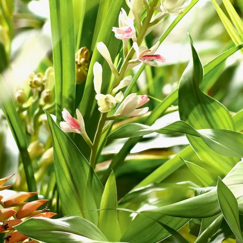 Gingembre Thaï Galanga (Alpinia galanga) Plant