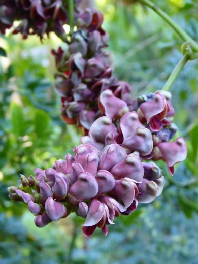 Glycine tubéreuse (Apios americana) Plant – Image 2