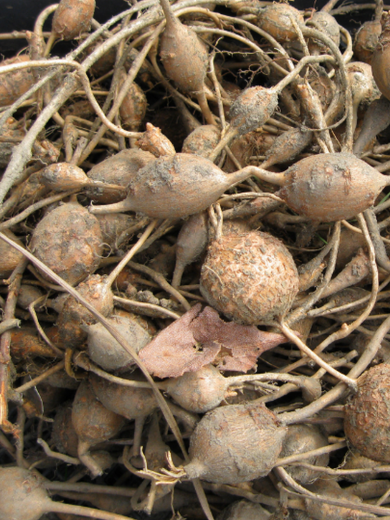 Glycine tubéreuse (Apios americana) Plant – Image 3