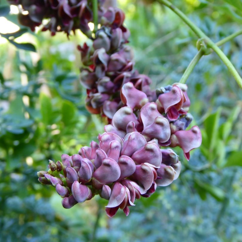 Glycine tubéreuse (Apios americana) Plant – Image 2