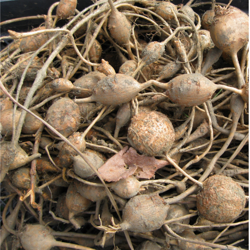 Glycine tubéreuse (Apios americana) Plant – Image 3