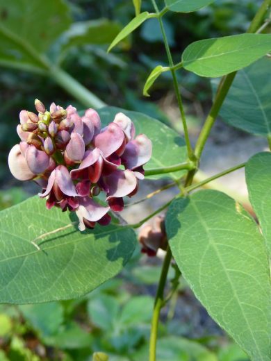 Glycine tubéreuse (Apios americana) Plant