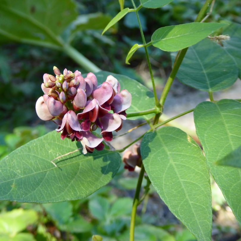 Glycine tubéreuse (Apios americana) Plant
