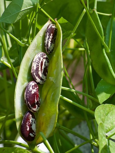 Haricot de Lima 'Christmas' (Phaseolus lunatus) Graines – Image 2